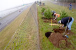 Tree Planting